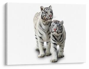 Kép - A fehér tigris (70x50 cm)