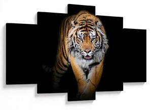 Kép - Tigris (150x105 cm)
