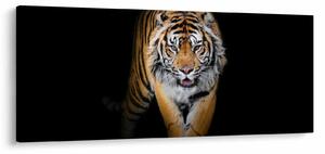 Kép - Tigris (120x50 cm)