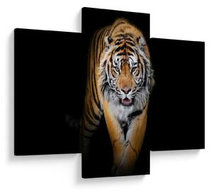 Kép - Tigris (90x60 cm)
