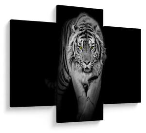 Kép - Sárga szemű tigris (90x60 cm)