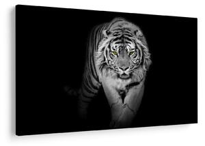 Kép - Sárga szemű tigris (90x60 cm)