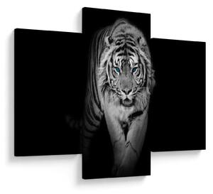 Kép - Tigris kék szemekkel (90x60 cm)