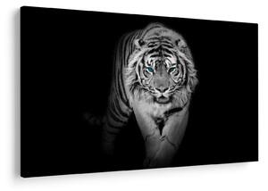 Kép - Tigris kék szemekkel (90x60 cm)