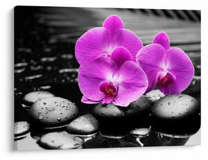 Kép - Lila orchideák (70x50 cm)