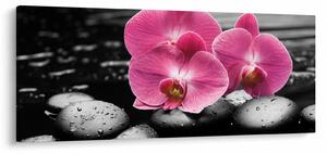 Kép - Rózsaszín orchideák (120x50 cm)