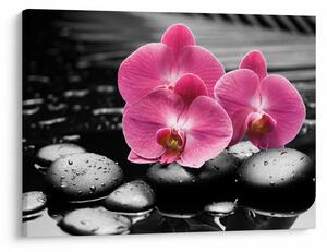 Kép - Rózsaszín orchideák (70x50 cm)
