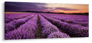 Kép - Levendulamező naplementében (120x50 cm)