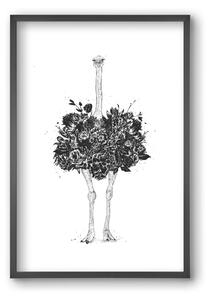 Floral ostrich - falikép keretben | artbridge