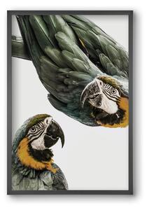 Amazonia - falikép keretben | artbridge