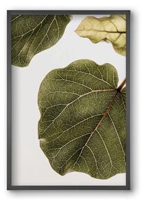 Abutifolia - falikép keretben | artbridge