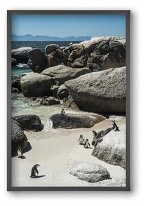Boulders Beach - falikép keretben | artbridge