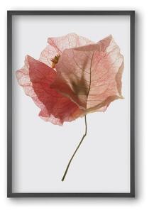 Bougainvillea study - falikép keretben | artbridge