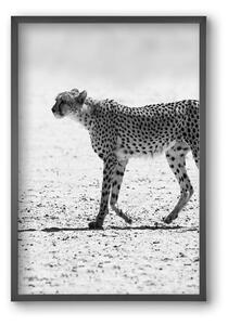 Cheetah - falikép keretben | artbridge