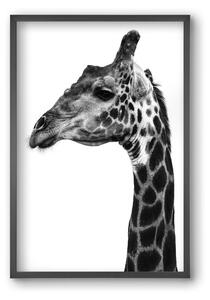Super safari - falikép keretben | artbridge