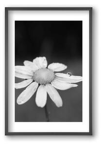 Chamomile - falikép keretben | artbridge