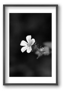 Geranium - falikép keretben | artbridge