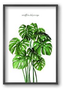 Monstera deliciosa - falikép keretben | artbridge