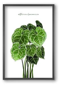 Anthurium clarinervium - falikép keretben | artbridge
