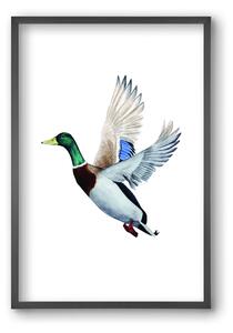 Duck - falikép keretben | artbridge