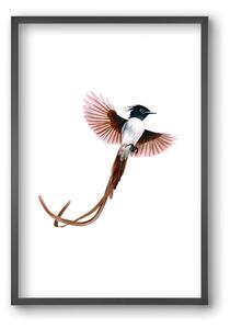 Flycatcher - falikép keretben | artbridge