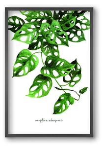 Monstera adansonii - falikép keretben | artbridge
