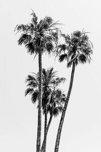 Fotográfia Lovely Palm Trees | monochrome, Melanie Viola