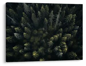 Kép - Forest (70x50 cm)