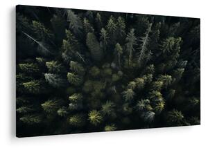 Kép - Forest (90x60 cm)