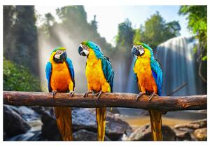 Gario Vászonkép Színes papagájok Méret: 60 x 40 cm