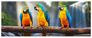 Gario Vászonkép Színes papagájok Méret: 40 x 60 cm