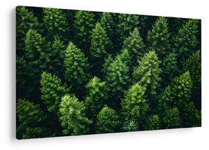 Kép - Forest (90x60 cm)