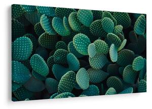 Kép - Opuntia (90x60 cm)