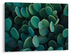 Kép - Opuntia (70x50 cm)