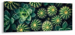 Kép - Kaktuszok (120x50 cm)