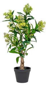 Skimmia Tree műnövény