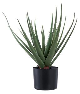 Aloe Vera műnövény