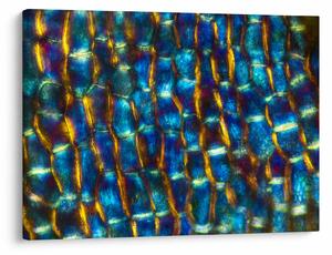 Kép - Sejtfal (70x50 cm)