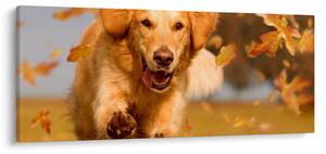 Kép - Golden Retriever (120x50 cm)
