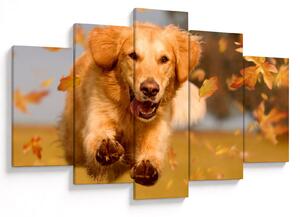 Kép - Golden Retriever (150x105 cm)