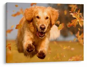 Kép - Golden Retriever (70x50 cm)