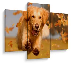 Kép - Golden Retriever (90x60 cm)