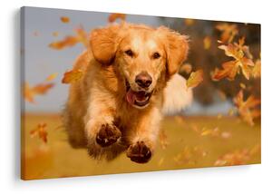 Kép - Golden Retriever (90x60 cm)