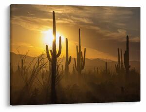 Kép - Saguaro kaktuszok (70x50 cm)