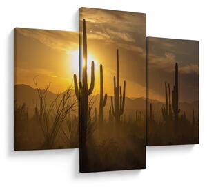 Kép - Saguaro kaktuszok (90x60 cm)