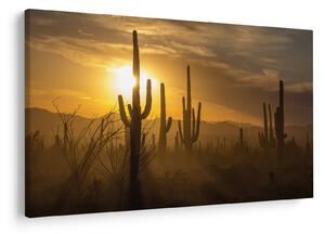 Kép - Saguaro kaktuszok (90x60 cm)
