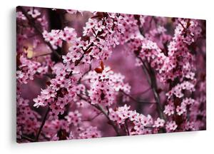 Kép - Rózsaszín sakura (90x60 cm)