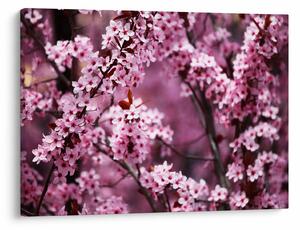 Kép - Rózsaszín sakura (70x50 cm)