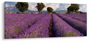 Kép - Levendula mező és hegyek (120x50 cm)