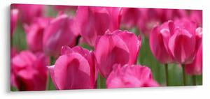 Kép - Rózsaszín tulipánok (120x50 cm)
